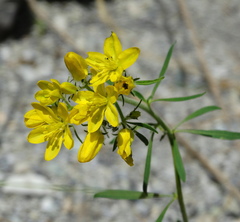 Haplophyllum coronatum