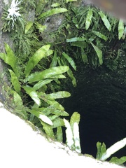 Asplenium trichomanes