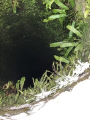 Asplenium trichomanes