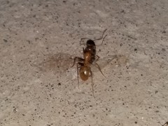 Camponotus turkestanus