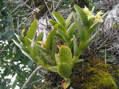 Epidendrum latilabre