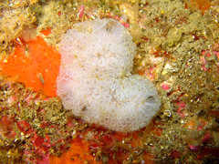 Botrylloides crystallinus