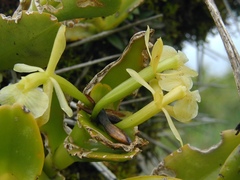 Epidendrum latilabre
