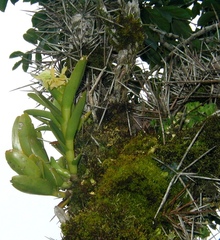 Epidendrum latilabre