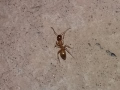 Camponotus turkestanus