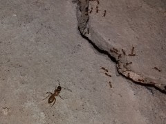 Camponotus turkestanus