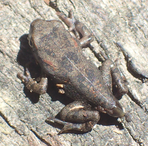 Raucous Toad, photo 6 of 7