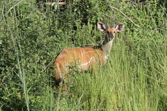 Tragelaphus scriptus bor