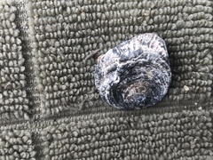 Pododesmus macrochisma