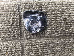 Pododesmus macrochisma