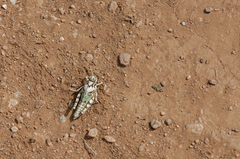 Angaracris barabensis