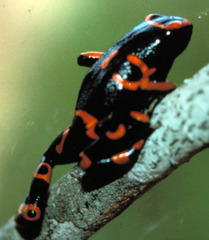 Dendrobates leucomelas