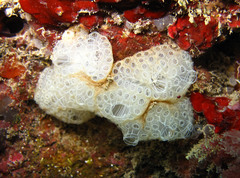 Botrylloides crystallinus