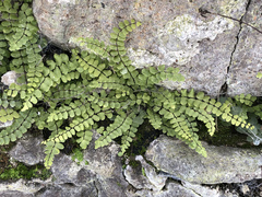 Asplenium trichomanes