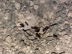 Cataglyphis aenescens