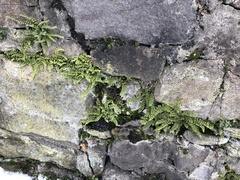 Asplenium trichomanes