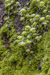 Cryptomitrium tenerum