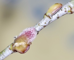 Salix irrorata