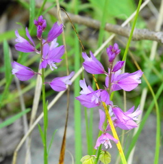 Polygala nicaeensis