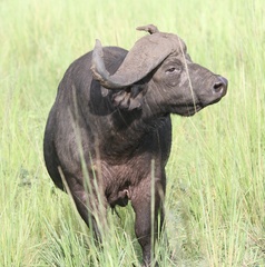 Tragelaphus scriptus bor