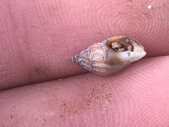 Amphissa versicolor