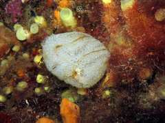 Botrylloides crystallinus