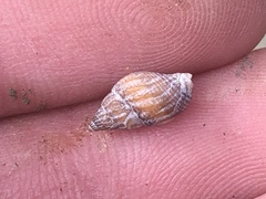 Amphissa versicolor