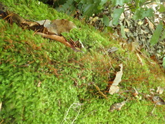 Pyrrhobryum spiniforme