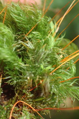 Pyrrhobryum spiniforme