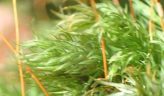 Pyrrhobryum spiniforme