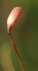 Pyrrhobryum spiniforme