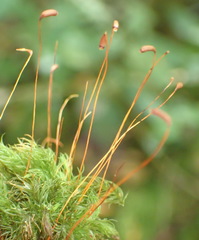 Pyrrhobryum spiniforme