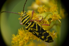 Megacyllene robiniae