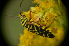 Megacyllene robiniae