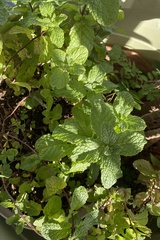 Mentha longifolia polyadena