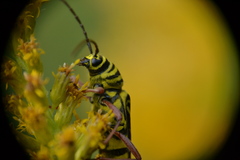 Megacyllene robiniae