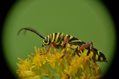 Megacyllene robiniae
