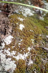 Trichostomum brachydontium