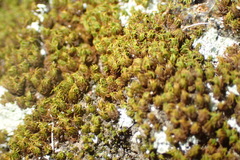 Trichostomum brachydontium