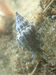 Cominella quoyana