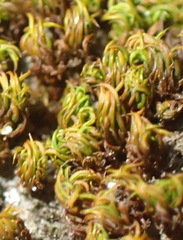 Trichostomum brachydontium