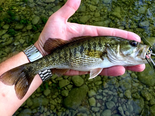 Guadalupe Bass