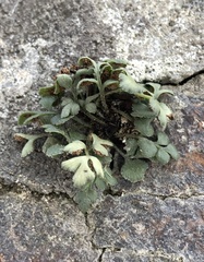 Asplenium ruta-muraria