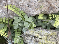 Asplenium ruta-muraria