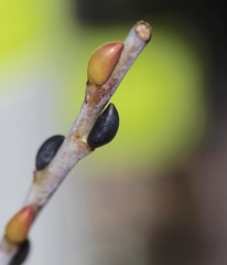 Salix irrorata