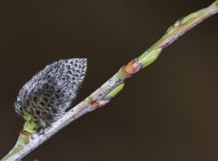 Salix irrorata