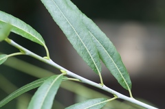 Salix irrorata