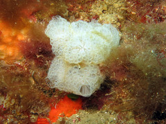 Botrylloides crystallinus