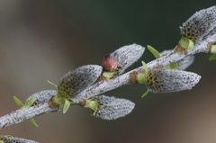 Salix irrorata