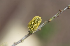Salix irrorata